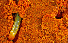 Arda_larvae