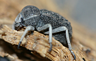 Ardamimicus